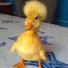 the_sexy_duck69