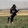 koraz_n