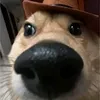 potato_ravizin