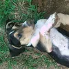 harry_doggie