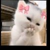 zahramohammed14