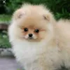marcos_torres_842