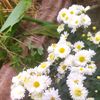 amar__566