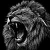 rana_wajahat9