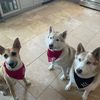 huskyhairs