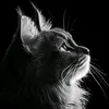 sosi_2058