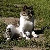 kitty_lover099