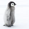 penguin_0323