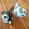 2terriersmom