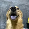 redenxx