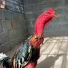 giaoliuhochoitiepdamme