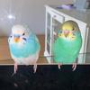 blu.belloe.thebudgies