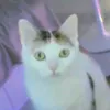 mrdieeeg