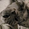 cat_contet