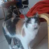 ronjab6