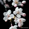 khanhtrinh.kn
