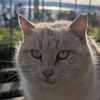 catlovly