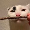 rabbidwaffle25
