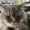 omagatts_
