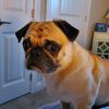 onebadpug