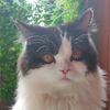 moymontom