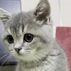 Catutu