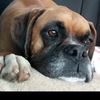 roscoe.a