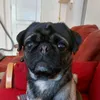 gusthepug88