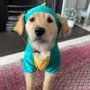 mylathegoldenretriever