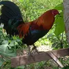 markanthonyescaros