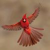 shybird652