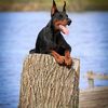 Darrellk9