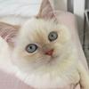 thehimalayancat