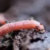 stinky__worm
