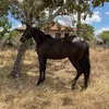 amoriane_s