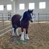 thatemoequestrian