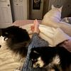 dog_loverx3