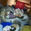 cat_enthusiast
