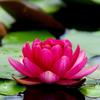 lotusflower222_