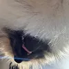 ki_guri