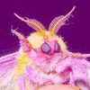 mothmilk