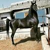 bayrzhan7272