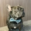 Bertie The Frenchie