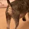 schnauzerfan1