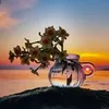 sozanahmad31
