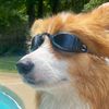 Franklin the floofy Corgi