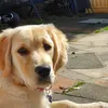 harv28085
