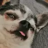 nicopeter95
