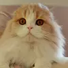 lin.the.scottish.fold