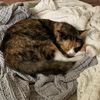 callie_the_calico_cat